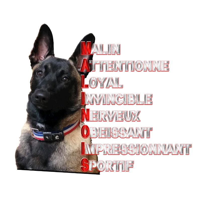 malinois