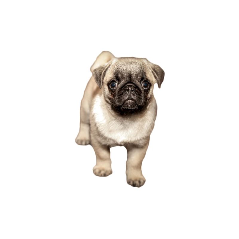 süßer schielender Mops