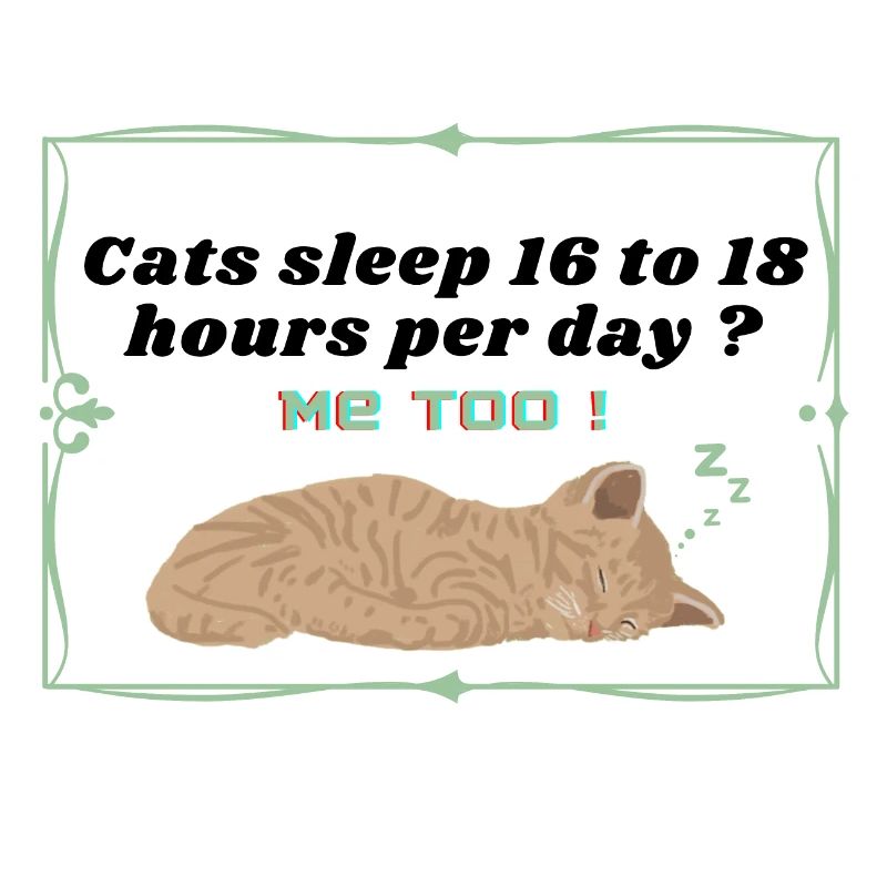 cats sleep