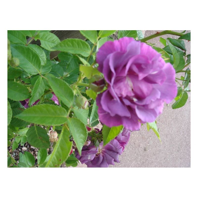 Fleur de rose violette - feuilles vertes