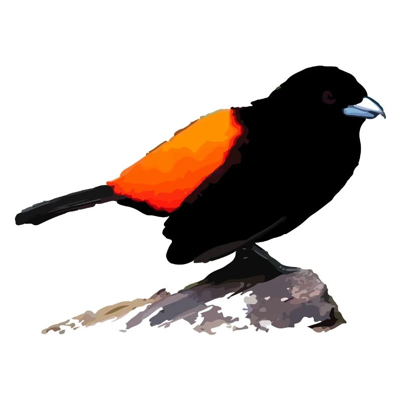 Schwarzes Raben-Orange-Gefieder
