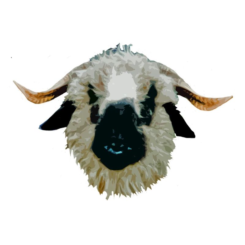 Waliser Schwarznasenschaf