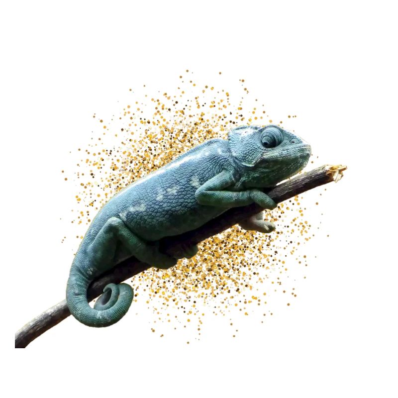 Chamäleon