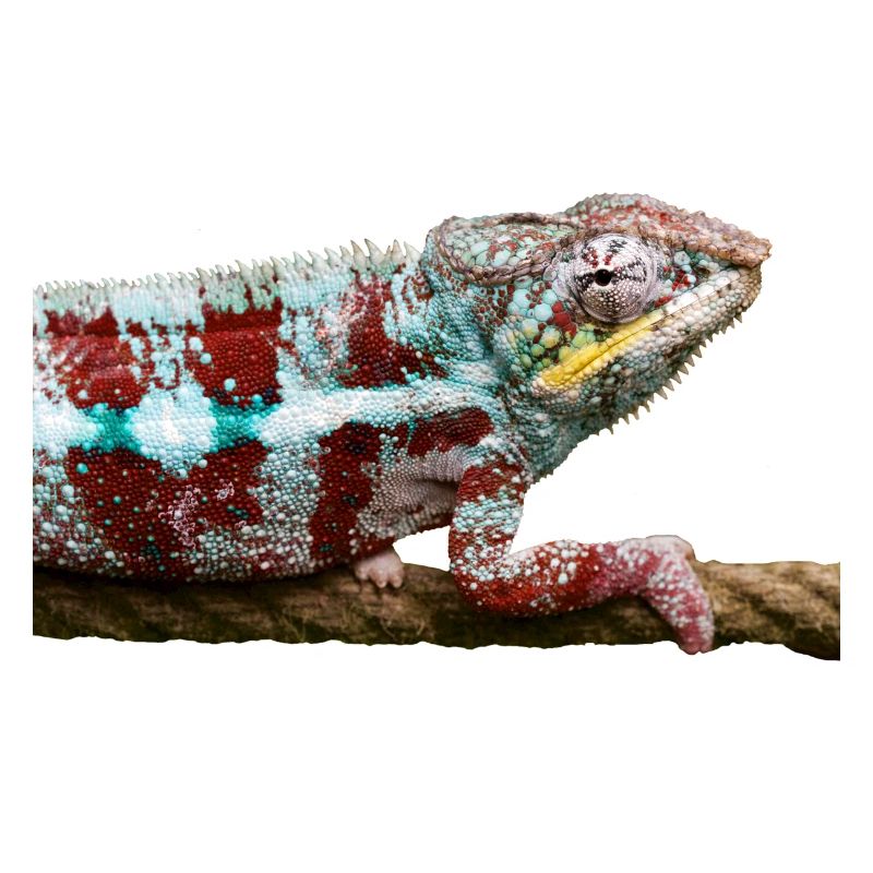 chameleon