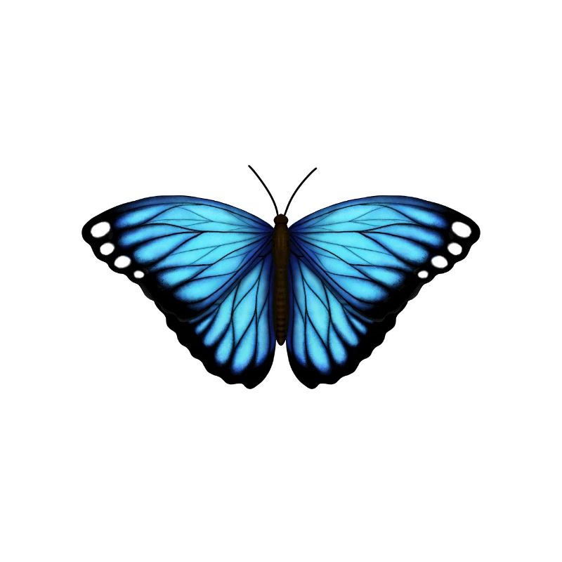 blue butterfly