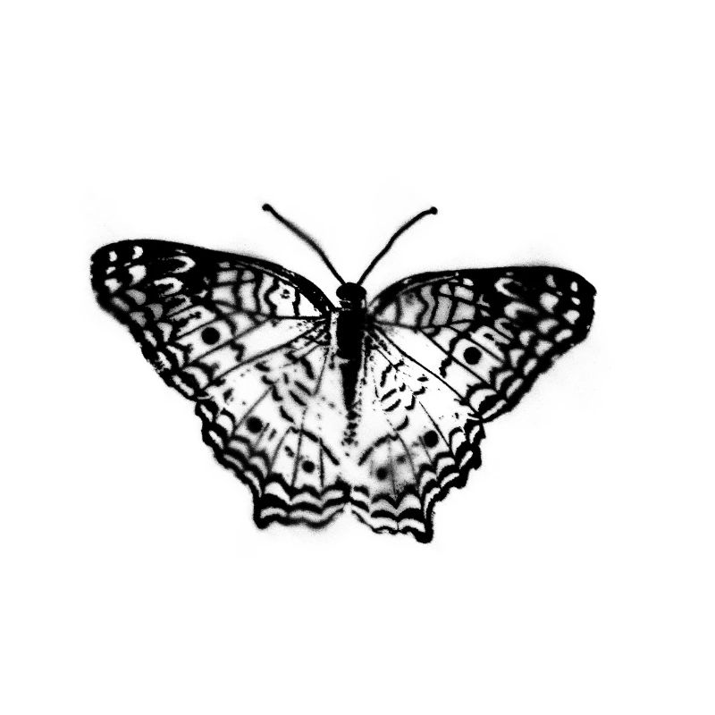 Schmetterling Graffiti