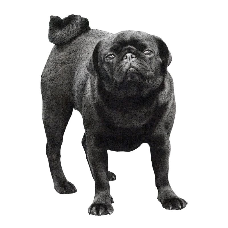 Black Pug