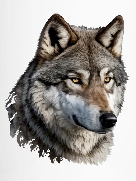 Der Wolf