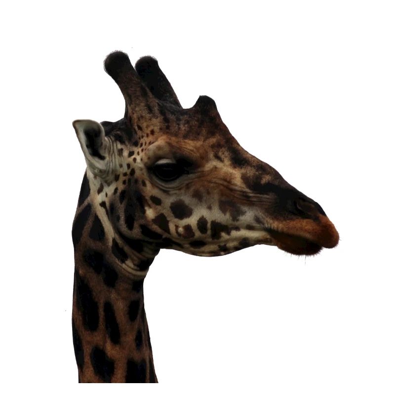 Porträt einer Giraffe