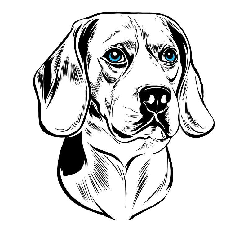 Beagle Hund