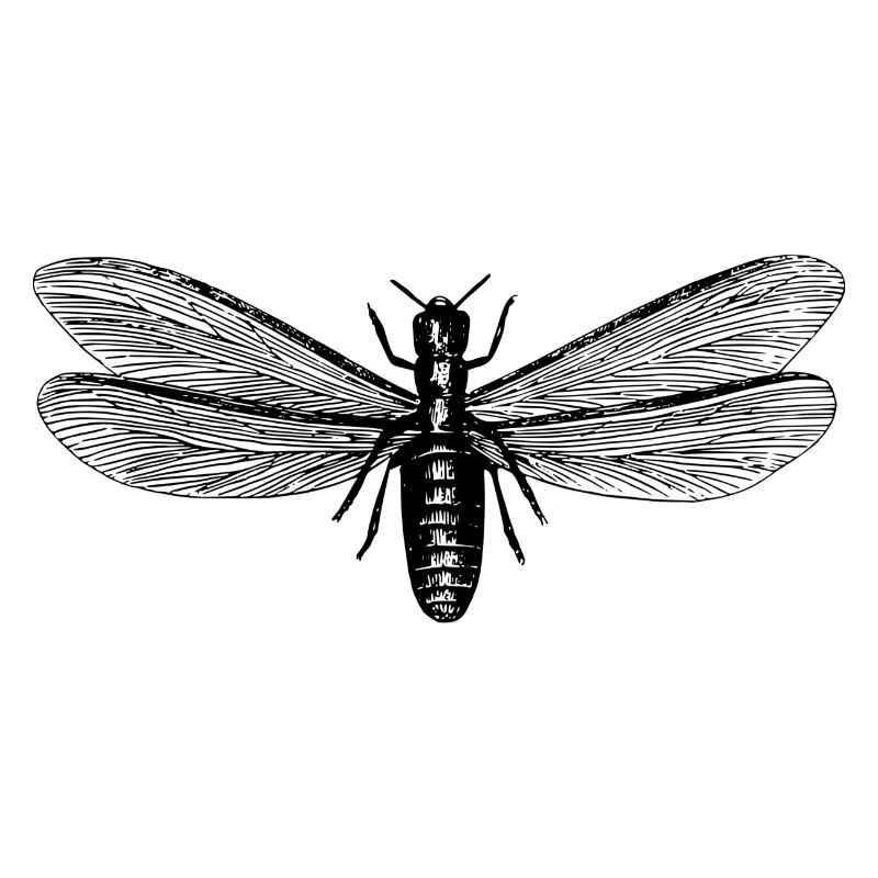Insecte
