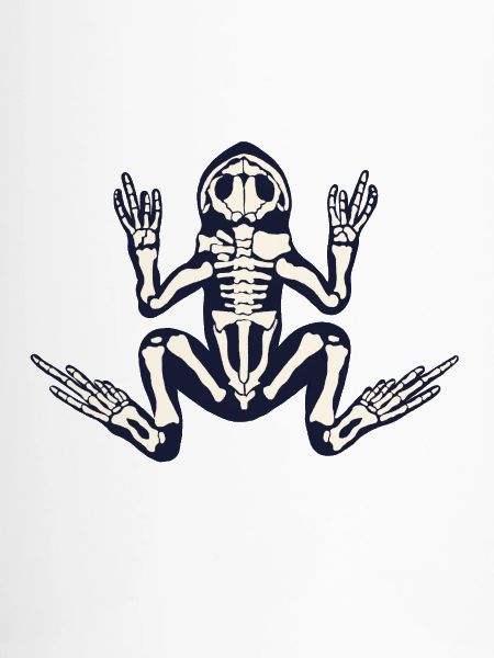Skelett Frosch