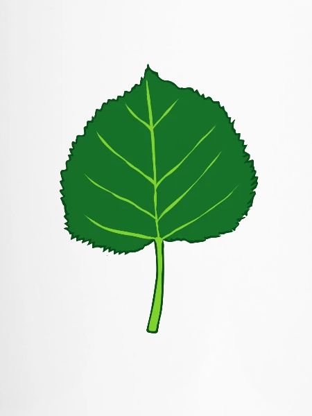 Linde - Baum - Blatt