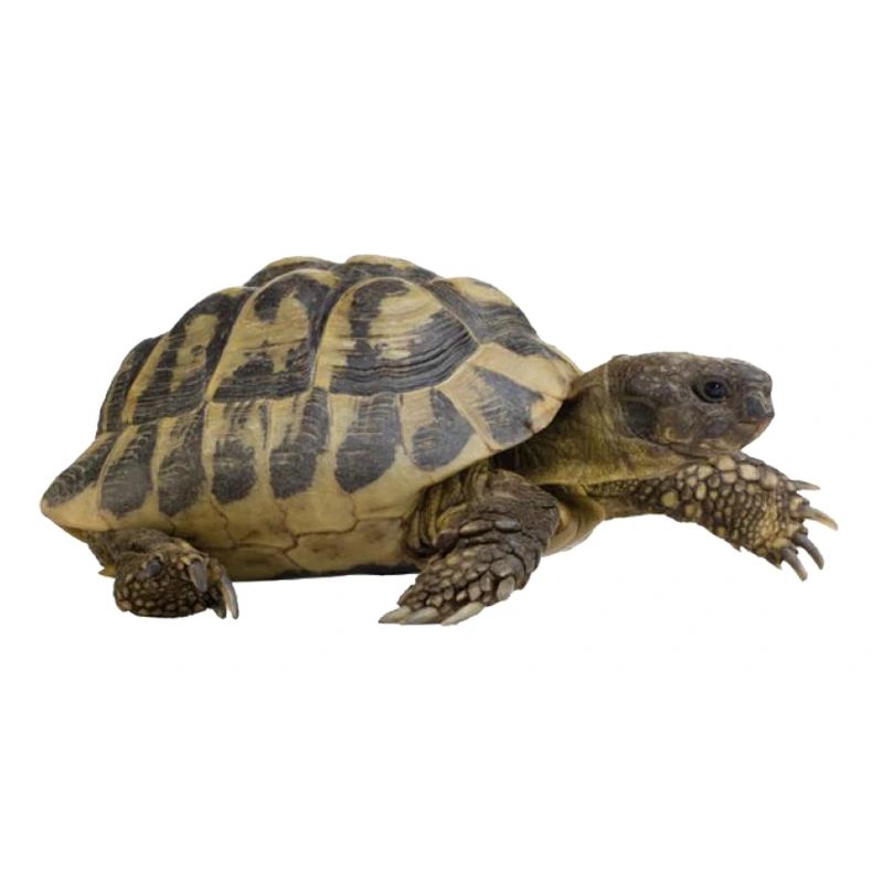 turtle tortoise animals animals9