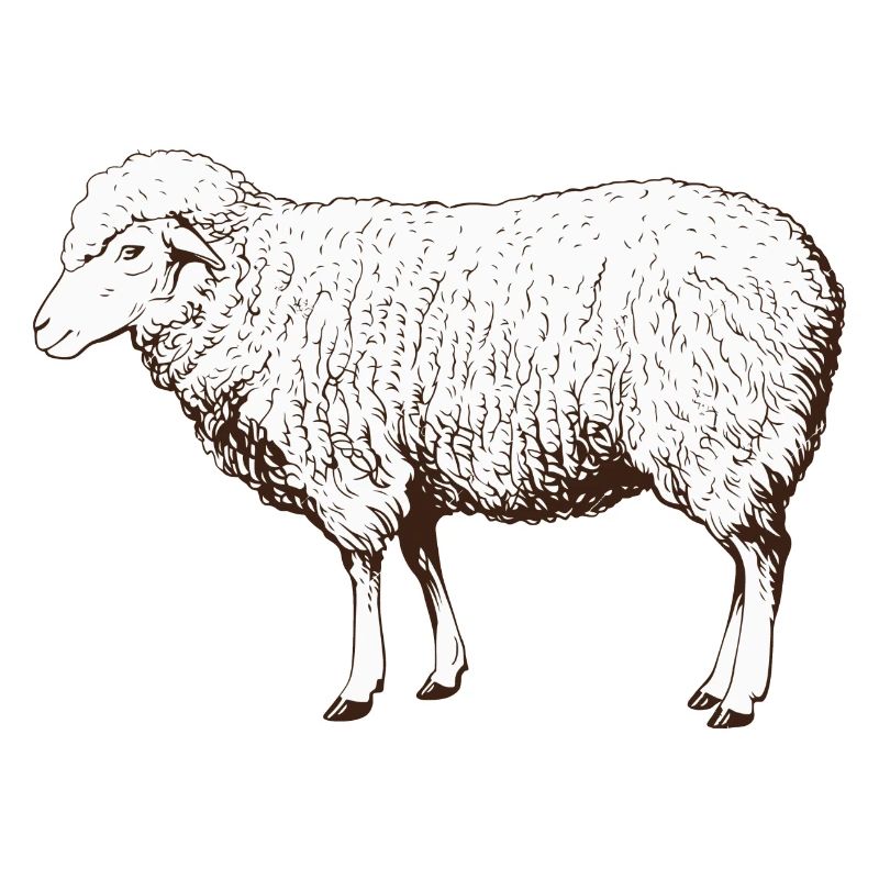Schaf Schafe Schäfer Bauer Landwirt Herde Geschenk