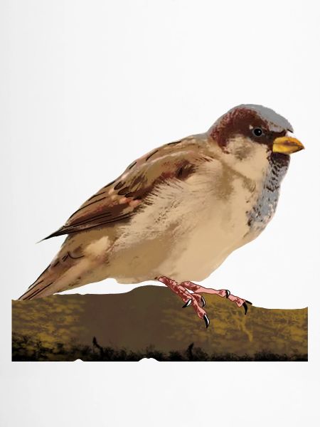 Spatz