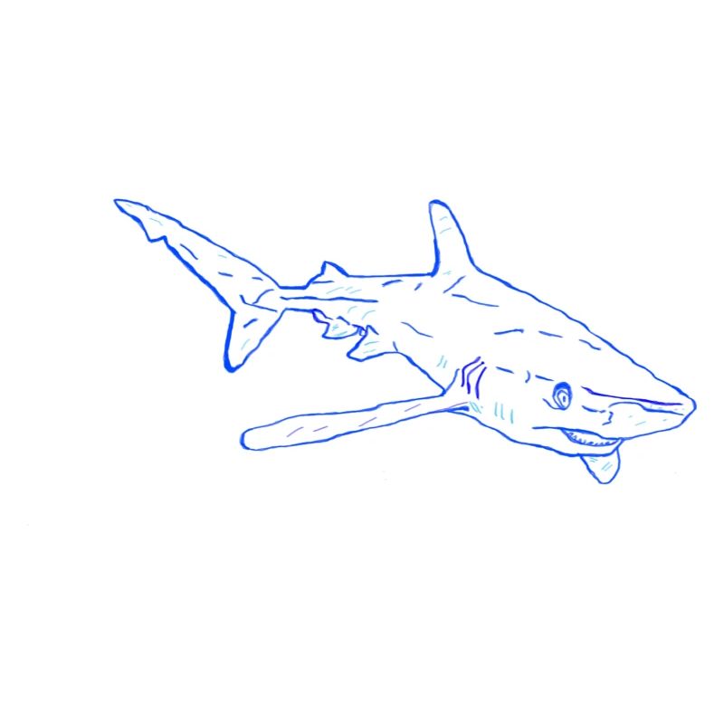 Requin
