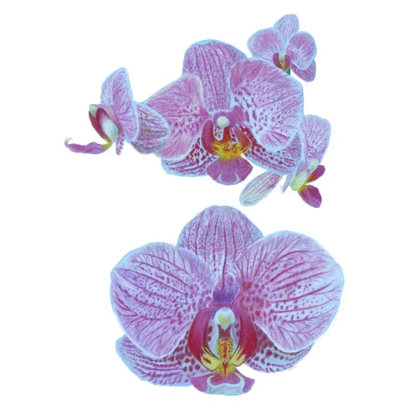 Orchideenblüten