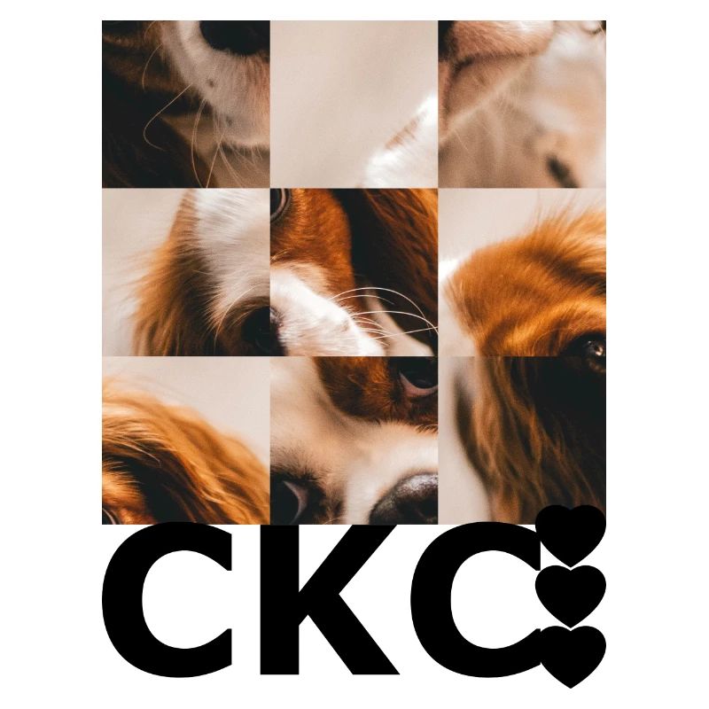 Cavalier King Charles