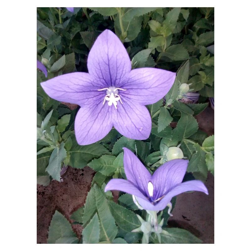 Fleur pourpre
