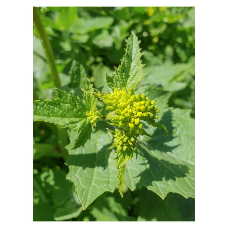 black mustard (in german Schwarzer Senf)