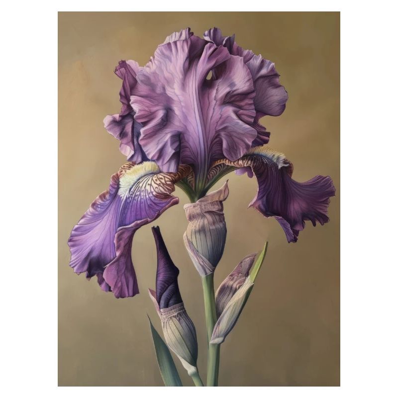 Iris FL 101