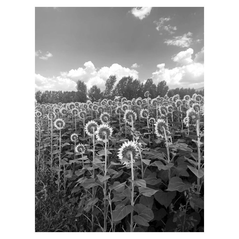 Sonnenblume