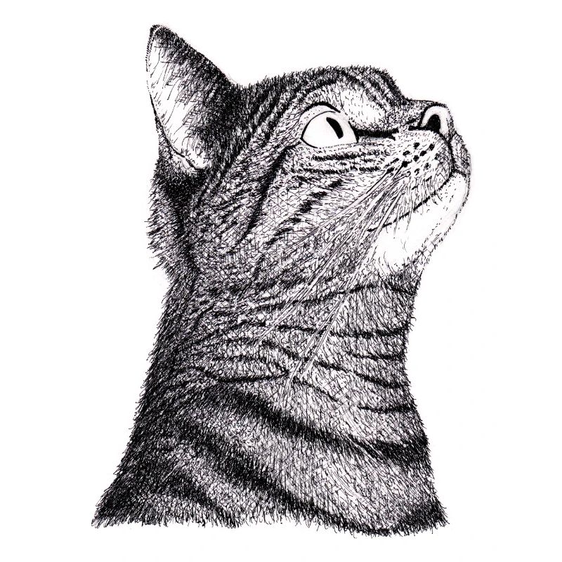 Katze