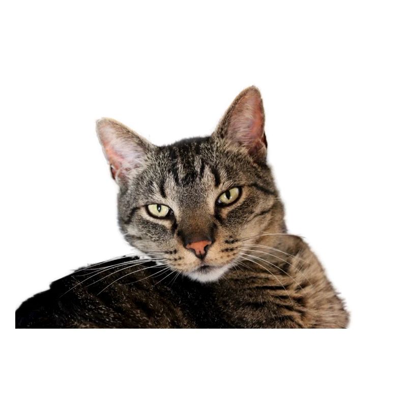 Katze Kätzchen