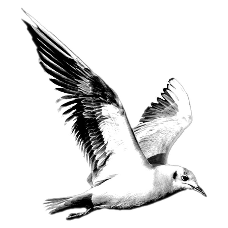 Möwe