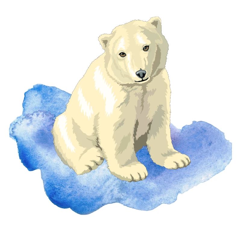Eisbär