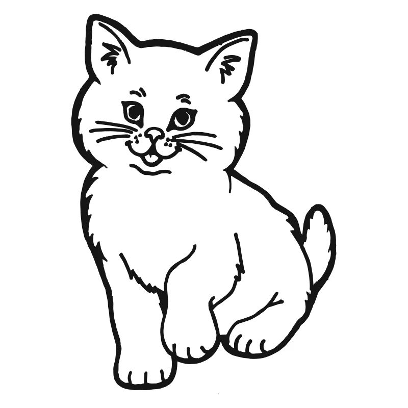 kitten
