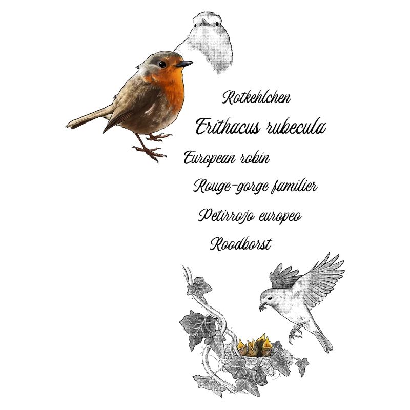 Rotkehlchen