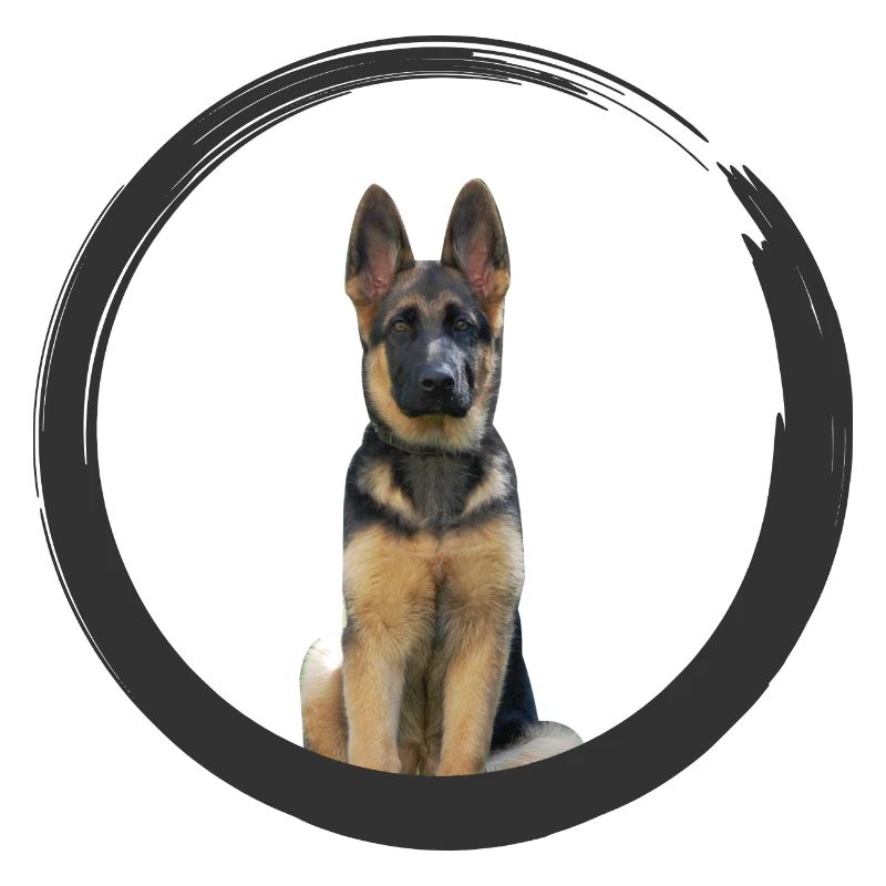 German shepherd