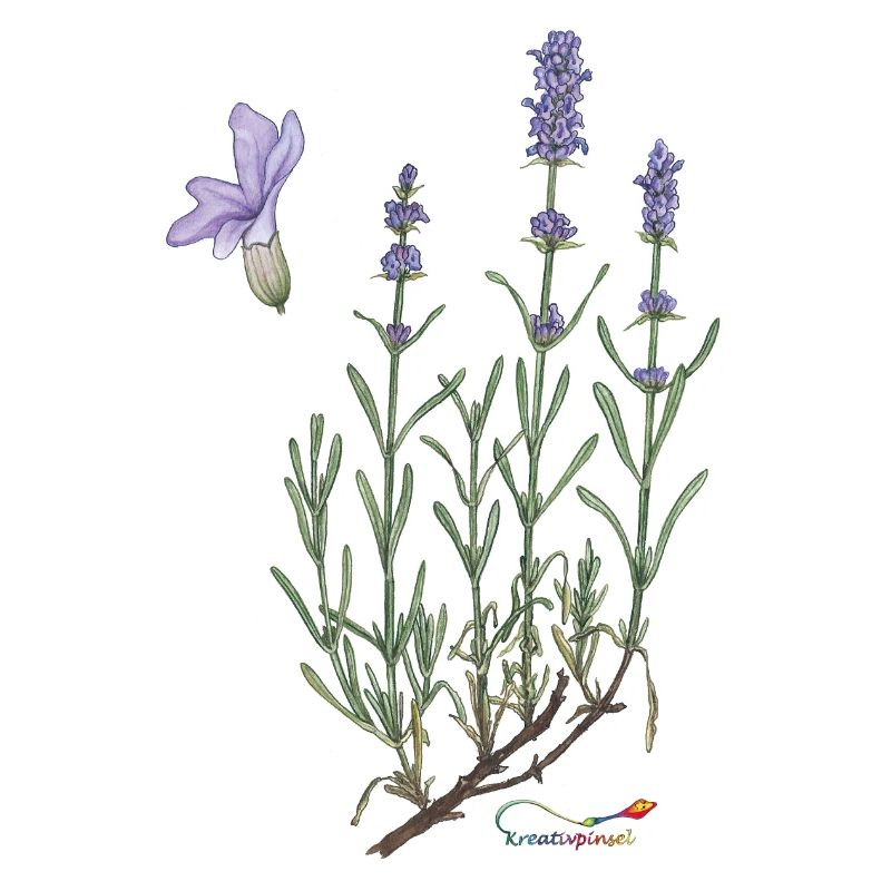 lavender