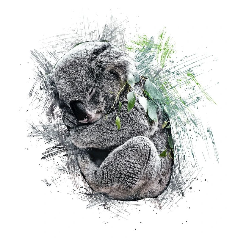 Koala bear