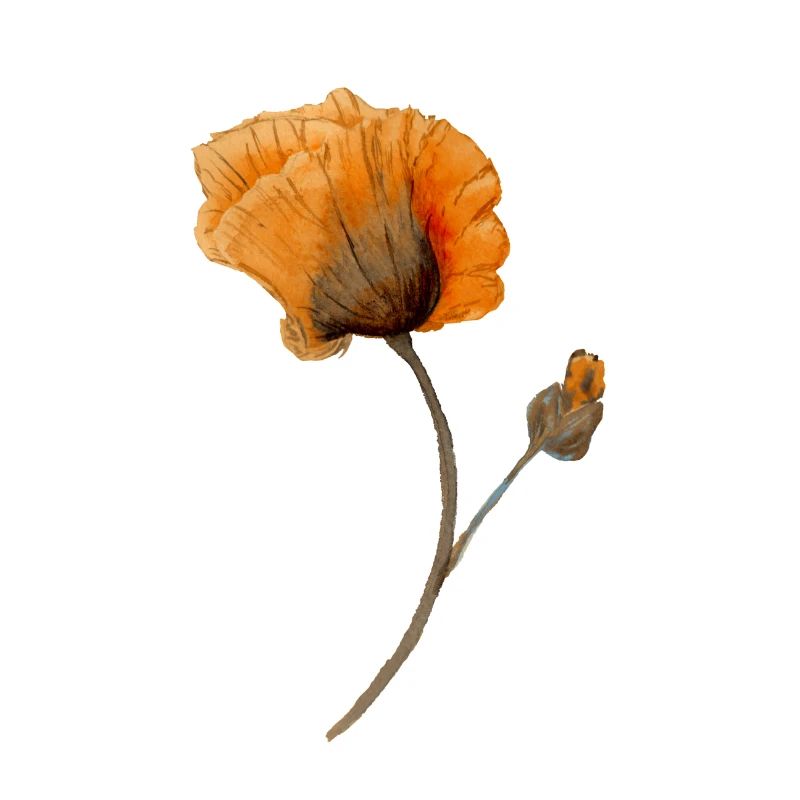 Blume