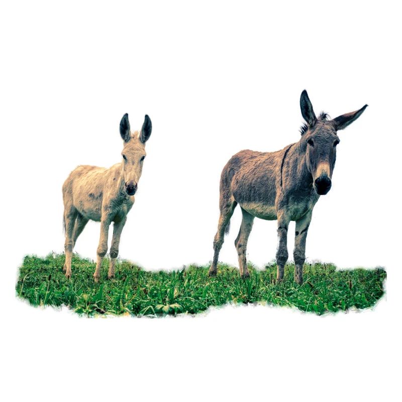 donkey - Esel