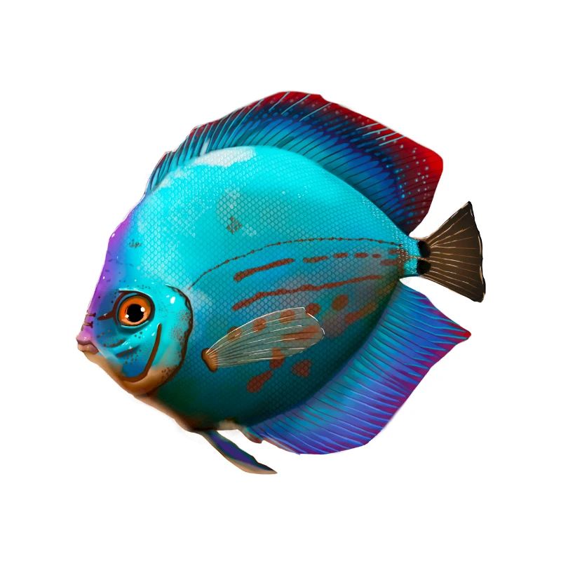 Diskusfisch Buntbarsch Aquarianer Aquaristik Fisch
