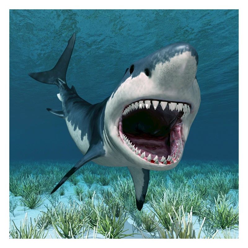 Great white shark on the hunt
