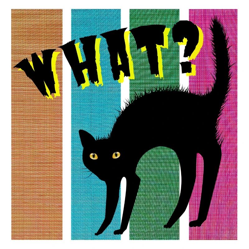 What? cat