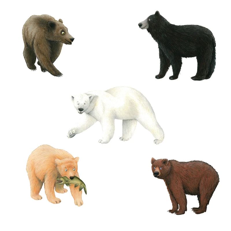 Bears