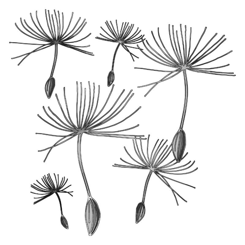 Dandelions