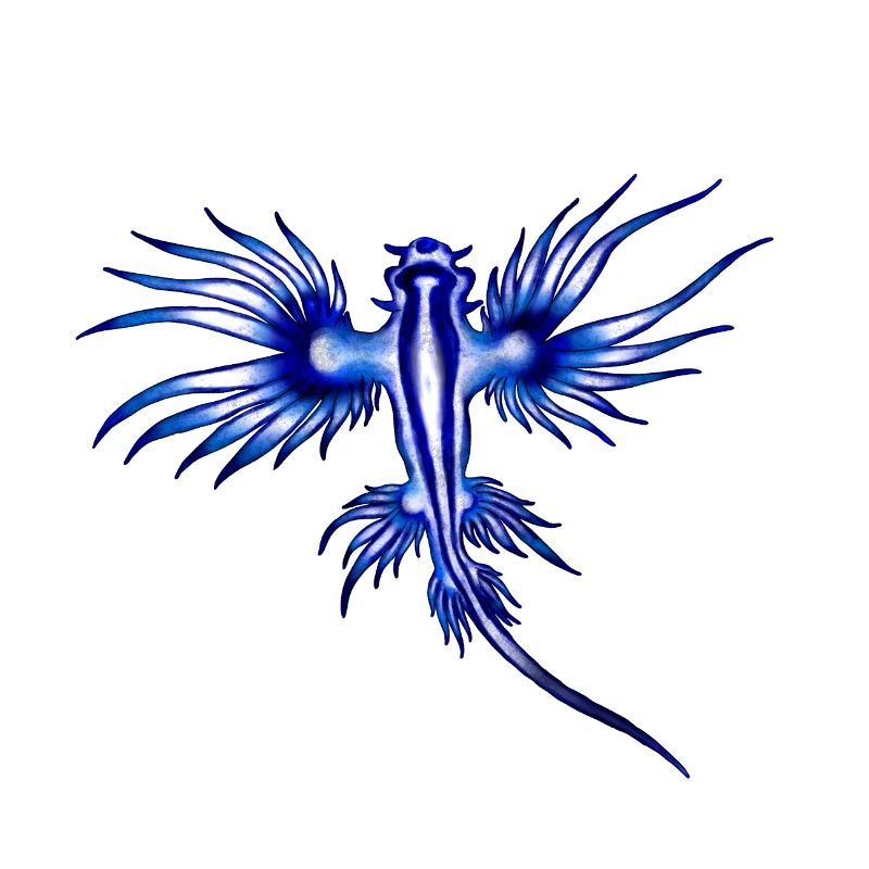 BLAUER DRACHE