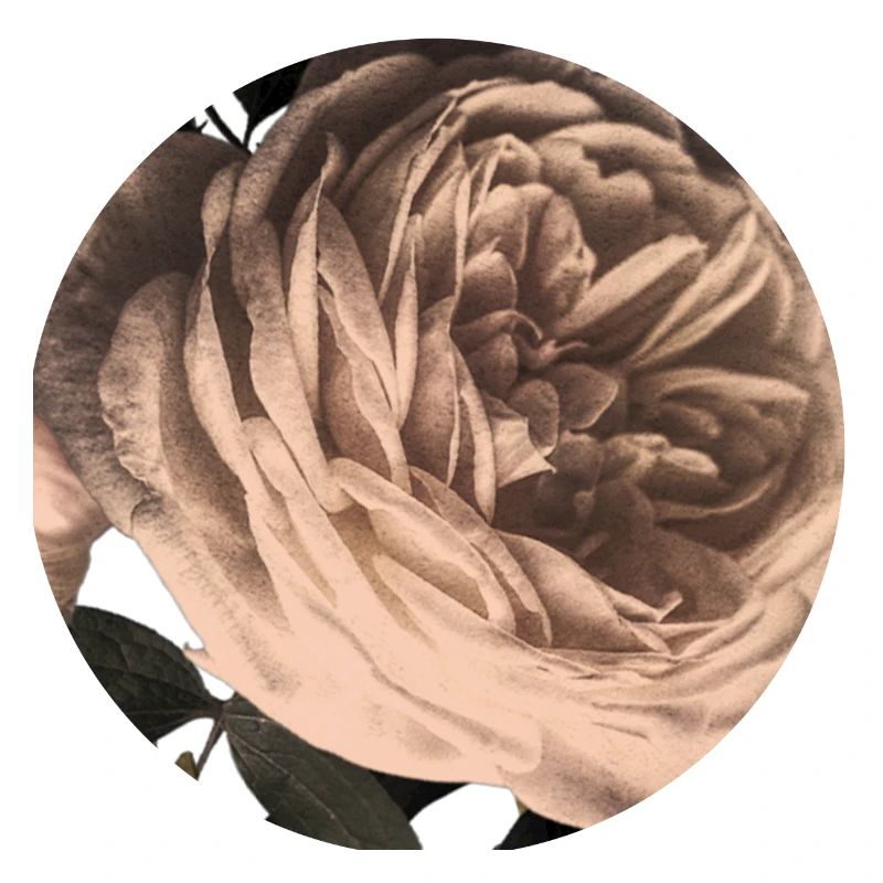 Rosenblüte