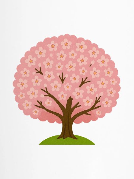 Kirschblüte