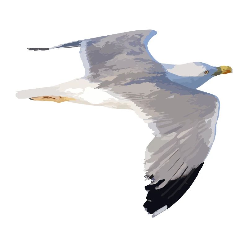 gull