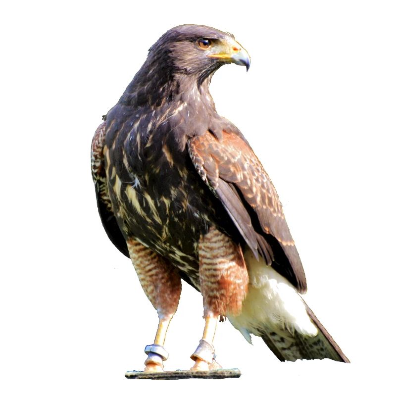 Harris Hawk - Wüstenbussard