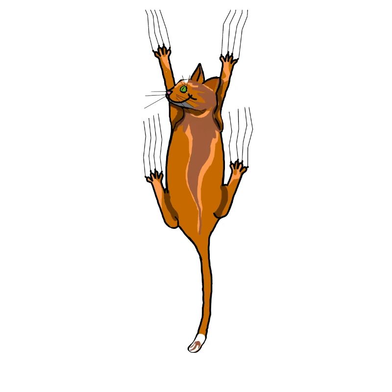Katze
