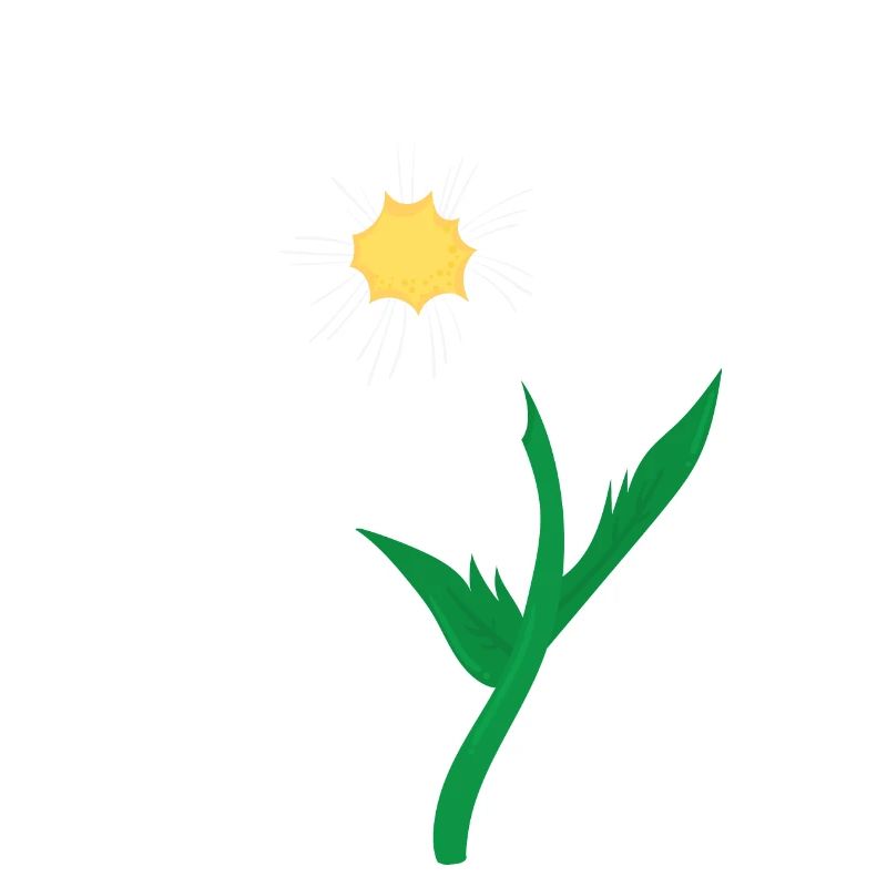 Gänseblümchen